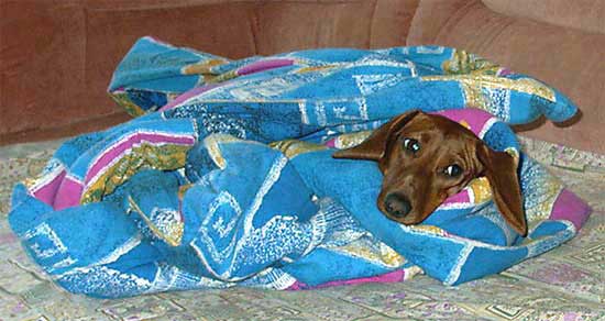 Dachshund in the comfort