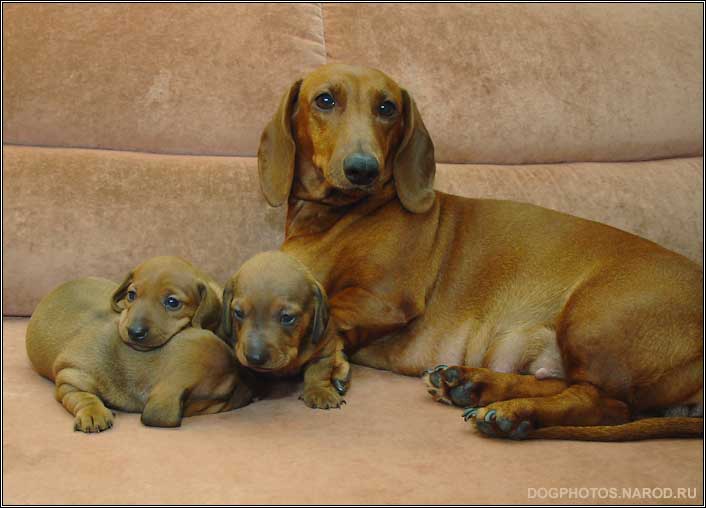 Dachshund dog puppies with mama