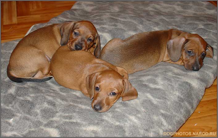 Wiener dog puppy photo