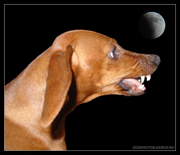 Dachshund and Lunar eclipse