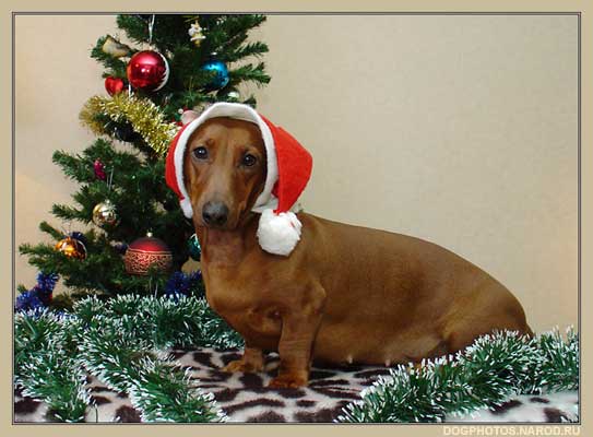 Dachshund dog under the tree