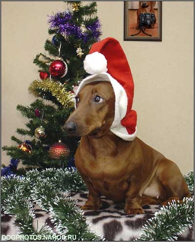 A sad Christmas dachshund