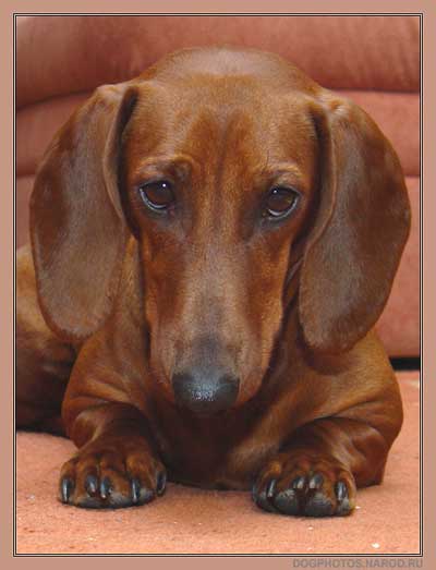 Portrait of a sad dachshund dog