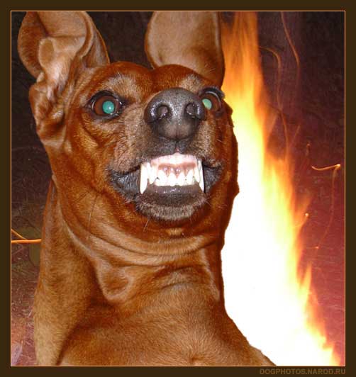 Dachshund from hell.