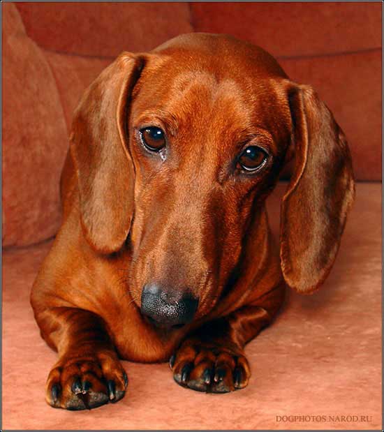 Portrait of a dachshund - reddish friend
