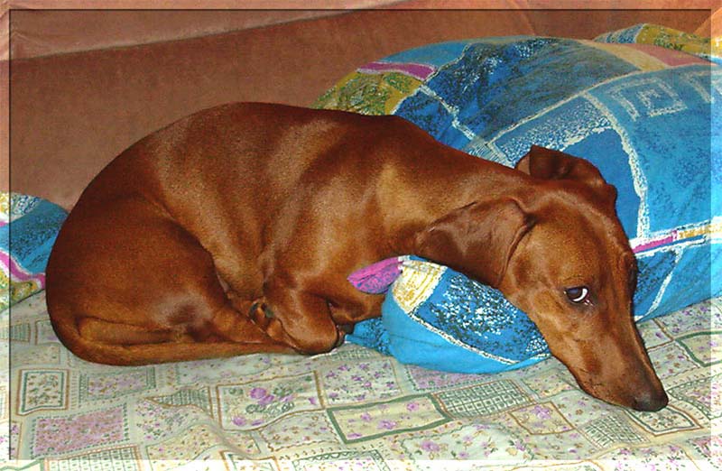 Photo humble and sad dog dachshund