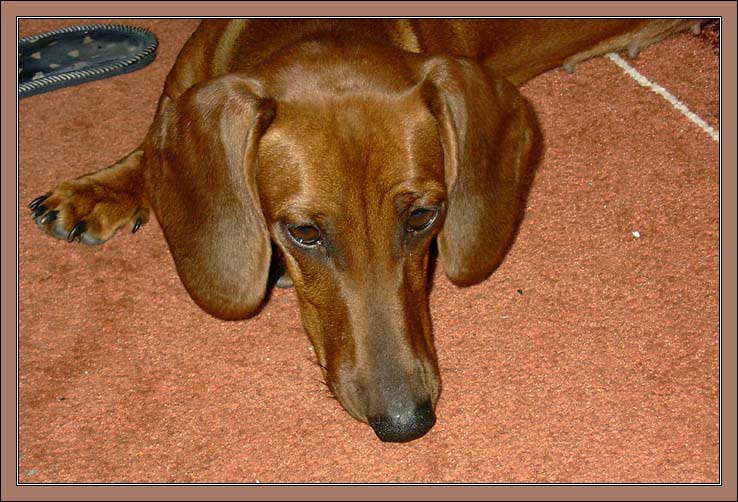 Dachshund dog is sad on the carpet